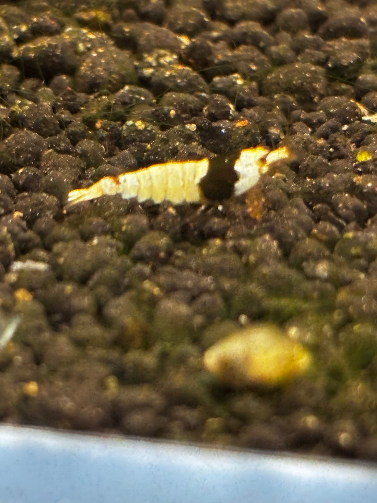 PBL Breeder Ji Hong PREORDER