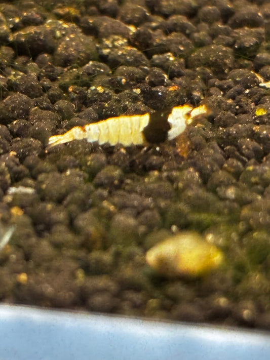 PBL Breeder Ji Hong PREORDER