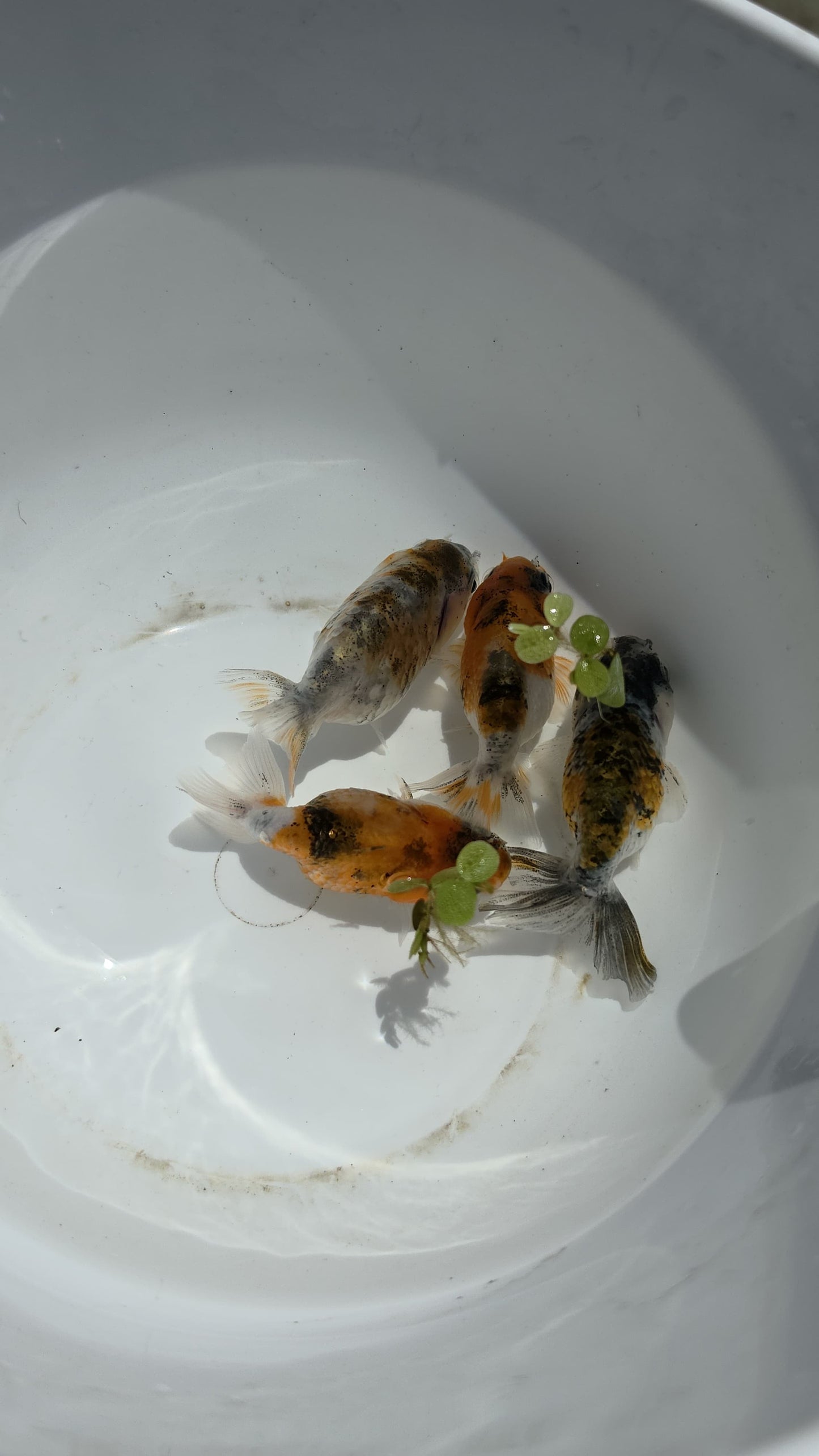 Calico Ranchu 2.5 inch
