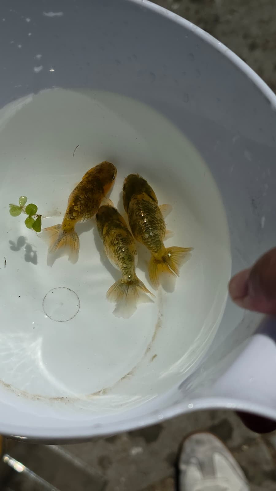 Mixed Ranchu 2.5 inch (Copy)