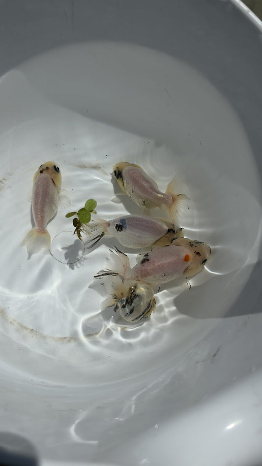 White Tiger Ranchu 2.5 inch