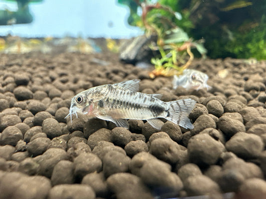 Habrosus Corydora