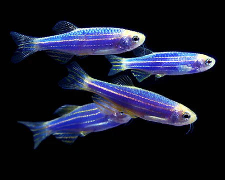 Purple Zebra Danio