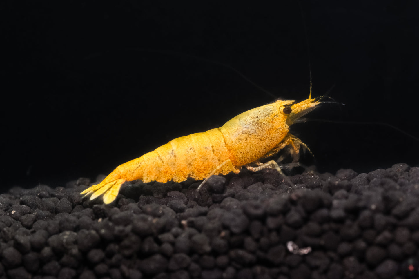 Golden Bee Mix (PACK 5 +1 DOA)