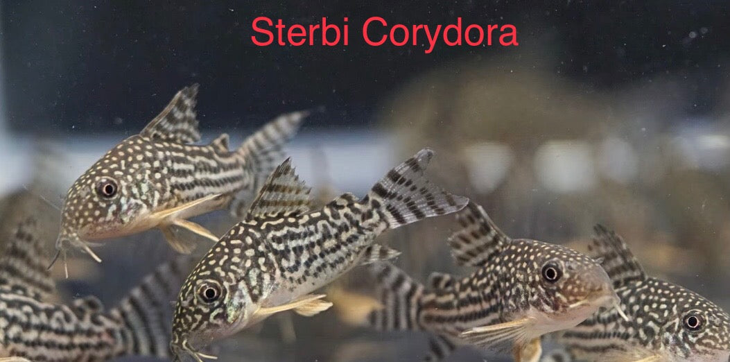 Corydora Sterbi