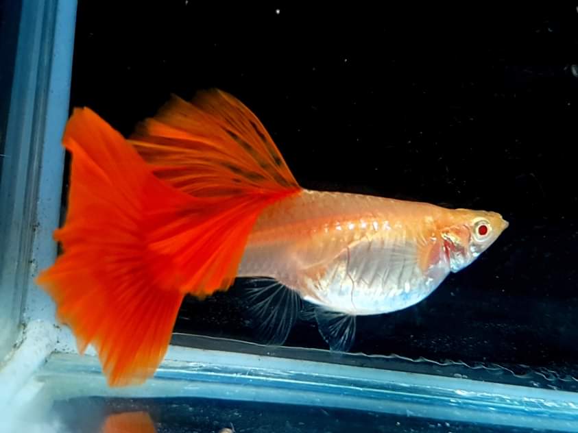 Albino Full Red High Dorsal