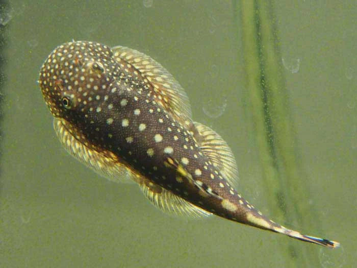 Borneo Sucker Hillstream Loach