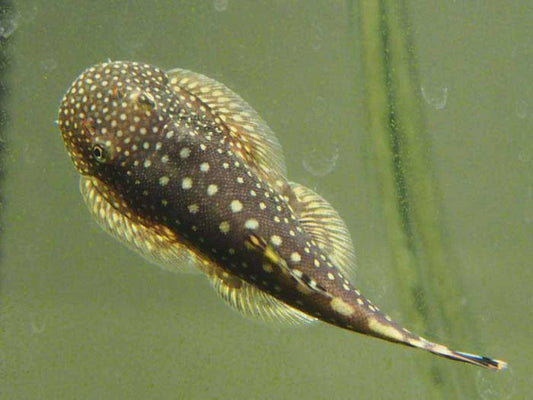 Borneo Sucker Hillstream Loach