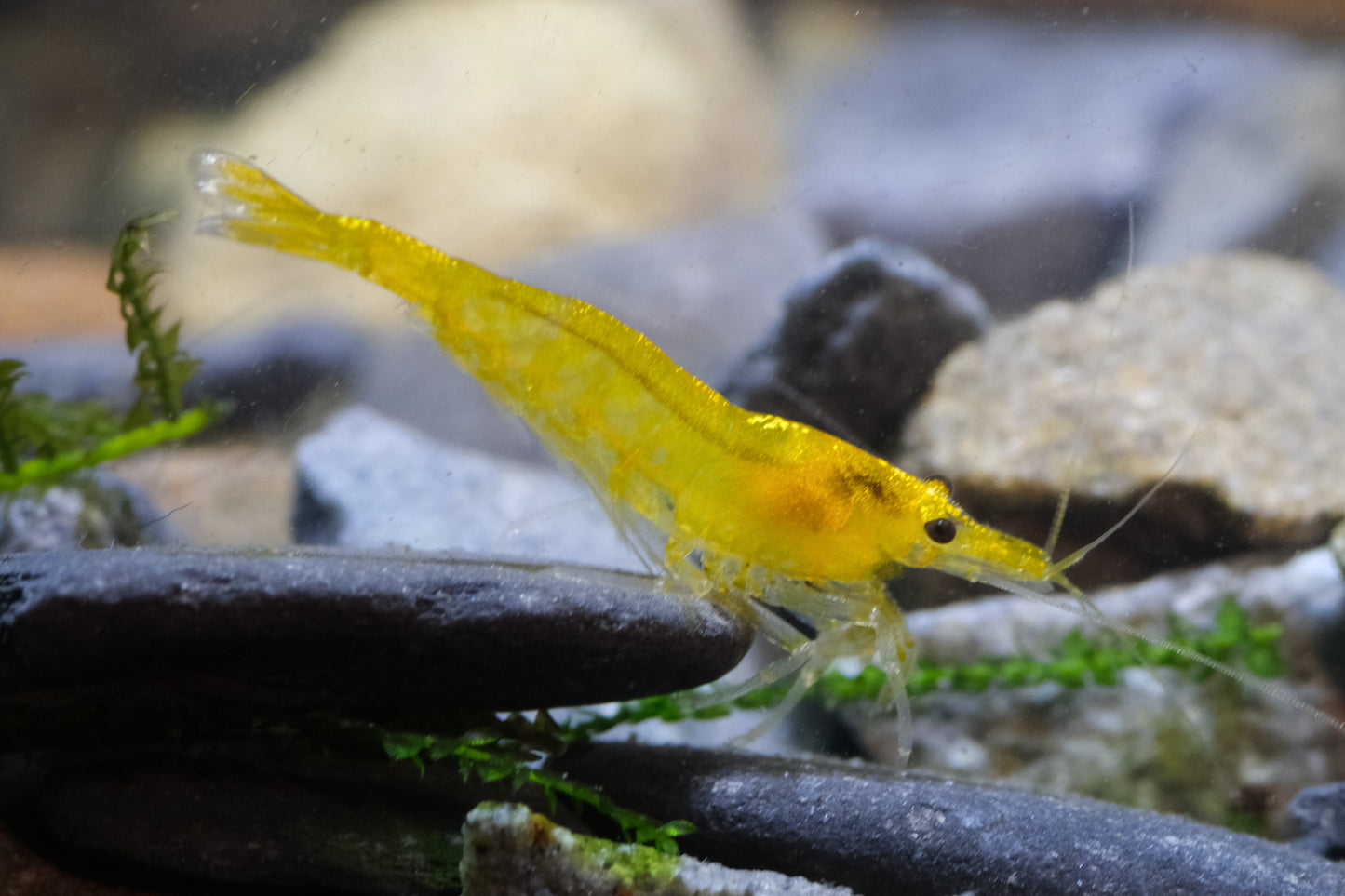 Tangerine Tiger (5 + 1 DOA)