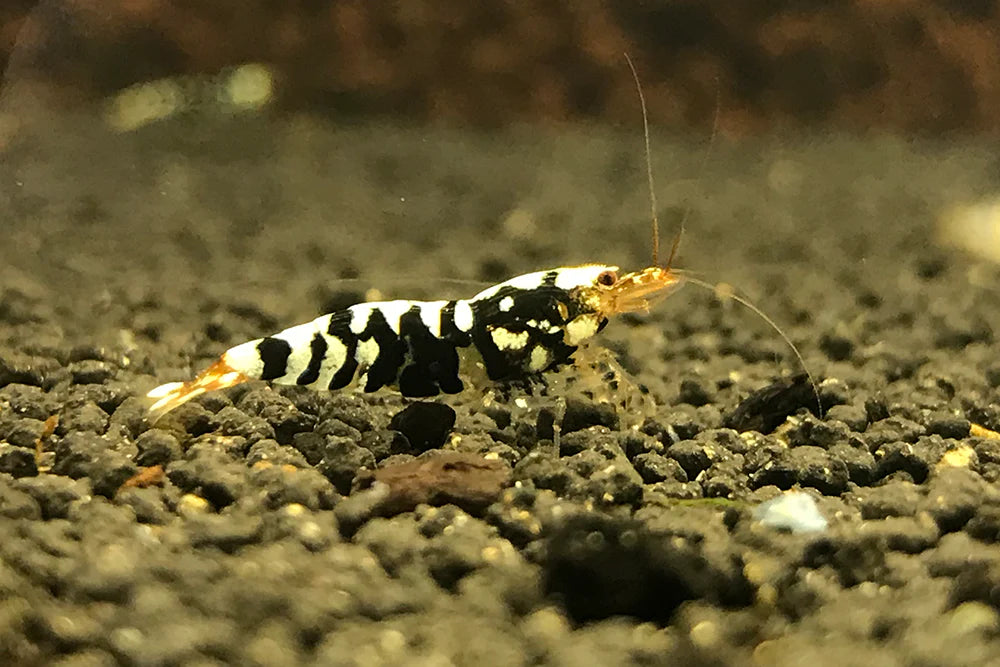 Black Fancy Tiger A/S Grade