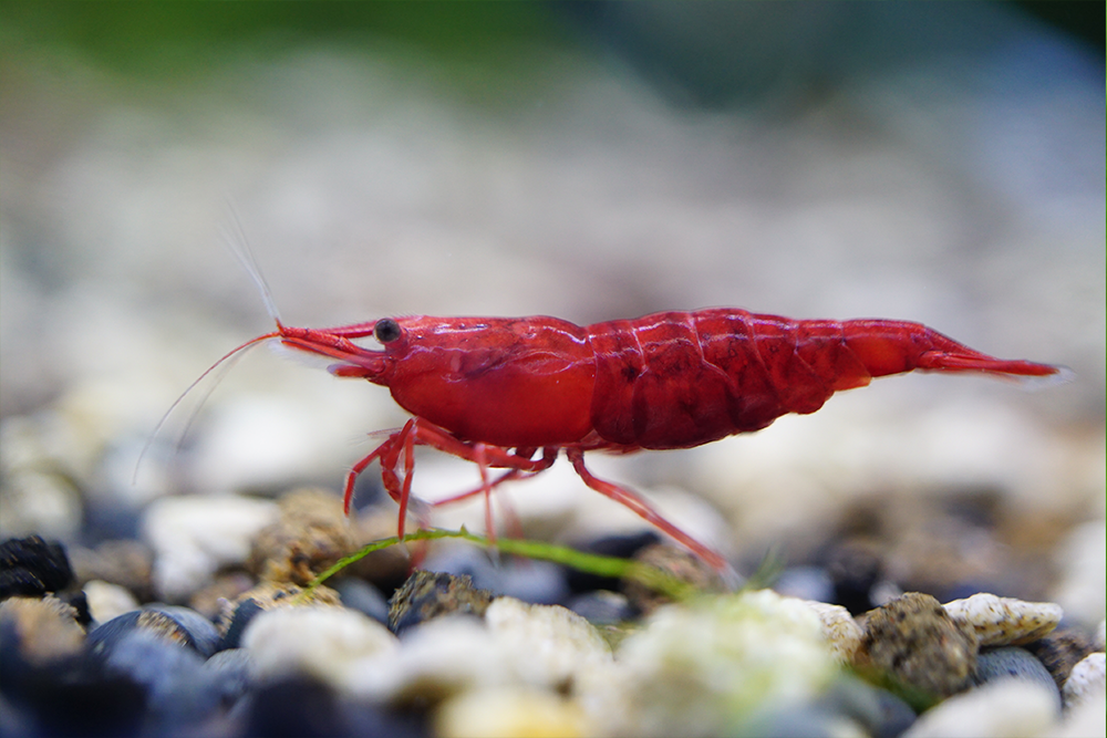 Breeder pack Neocaridina color of your choice