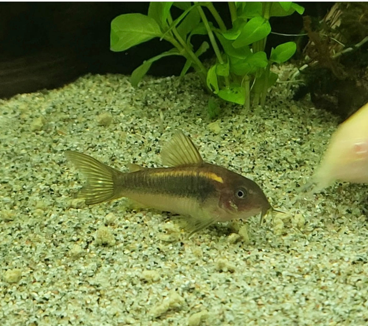Orange Lazer Corydoras