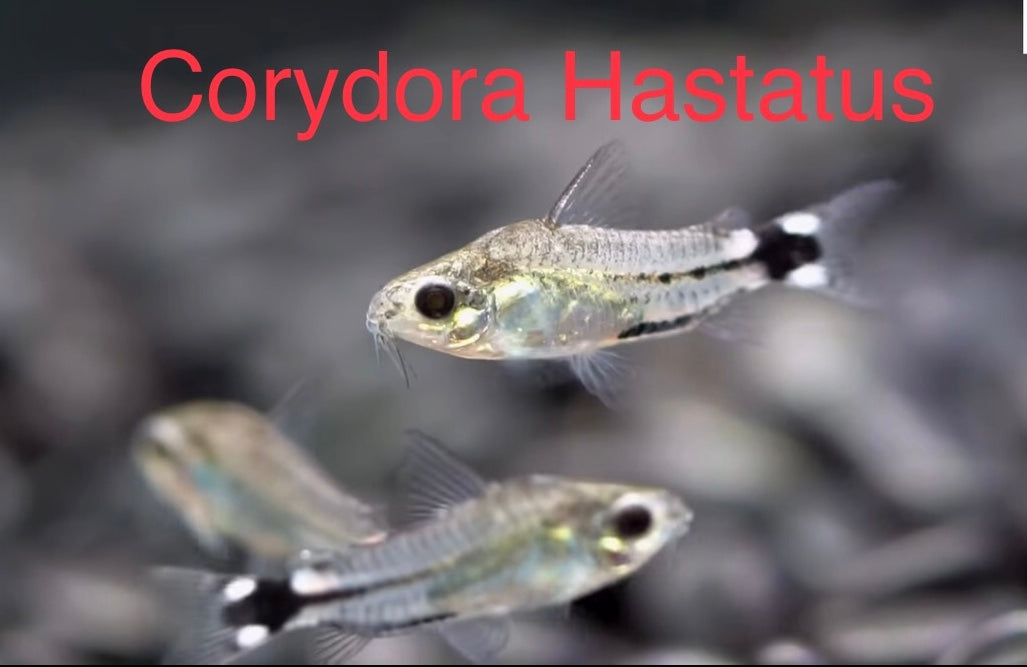 Hastatus Corydora