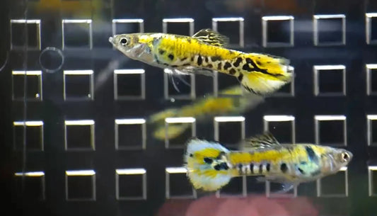 Yellow metal endler.  Males only