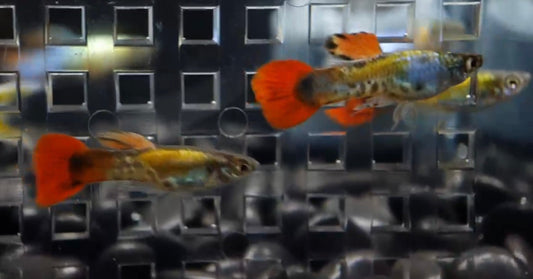 Red tail metal endler.  Males only
