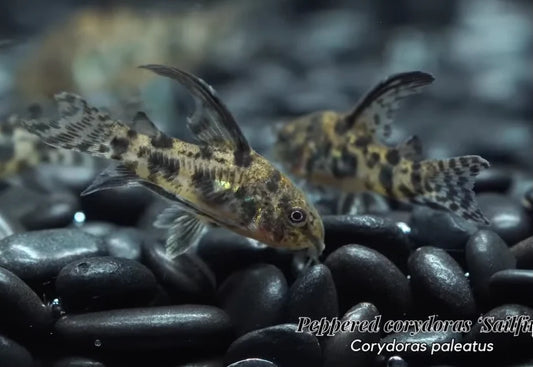 Peppered Sailfin Corydora