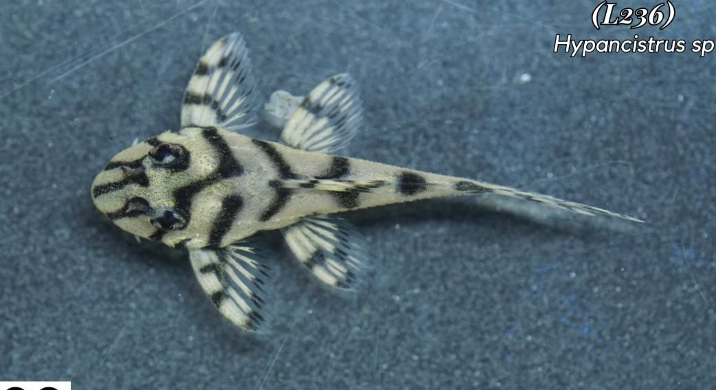 Plecostomos L236