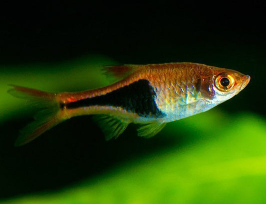 Glowlight Rasbora