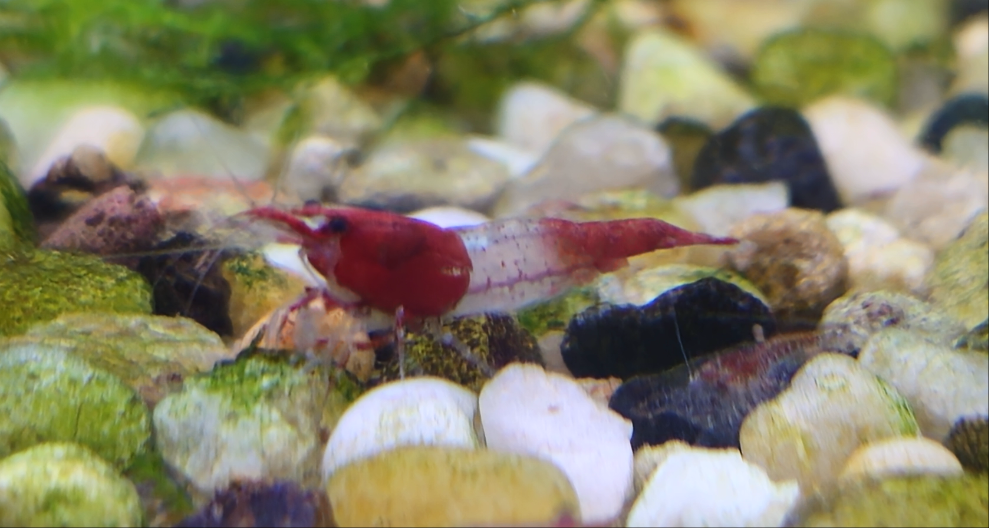 Breeder pack Neocaridina color of your choice