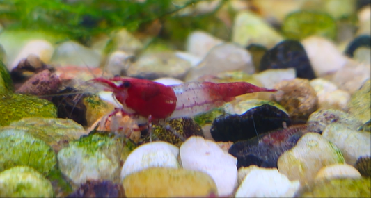 Breeder pack Neocaridina color of your choice