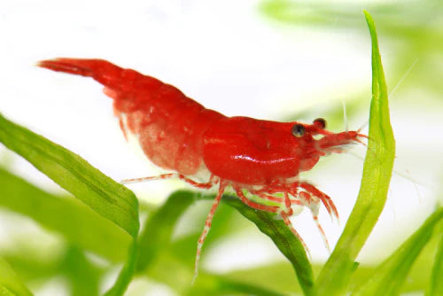 Red Cherry