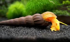 Orange Poso Snails
