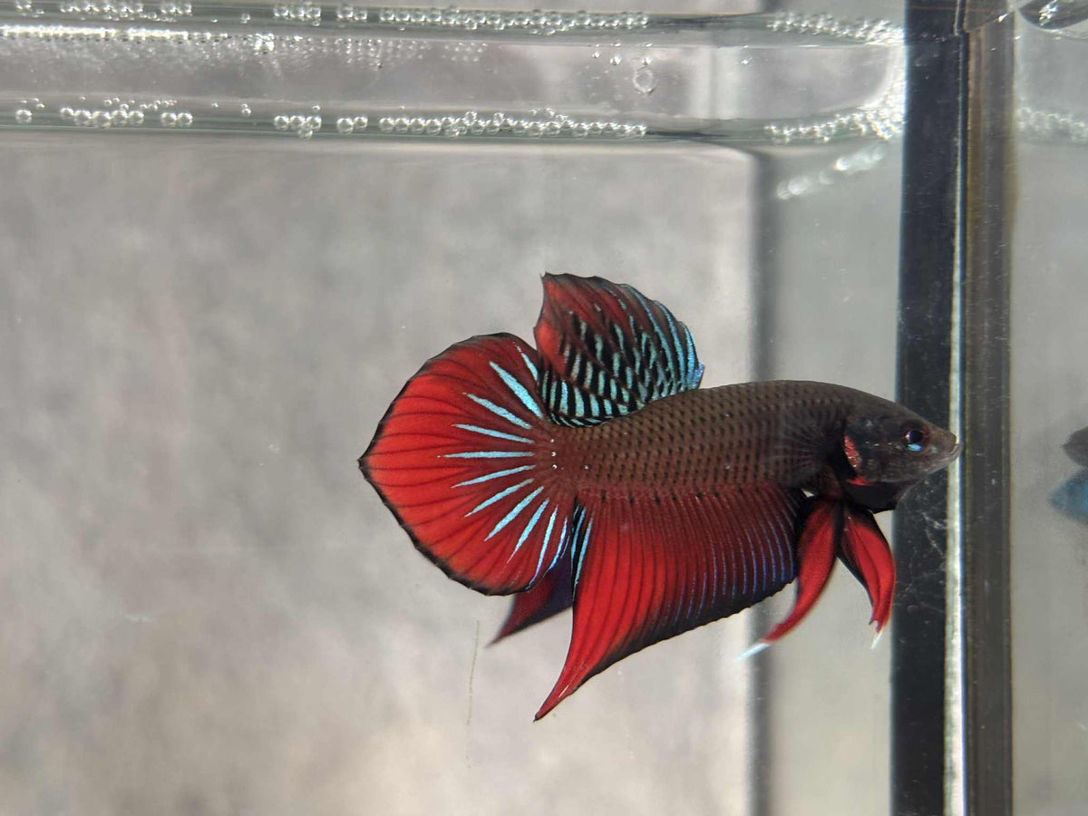 Splendens orange tail. wild betta  male