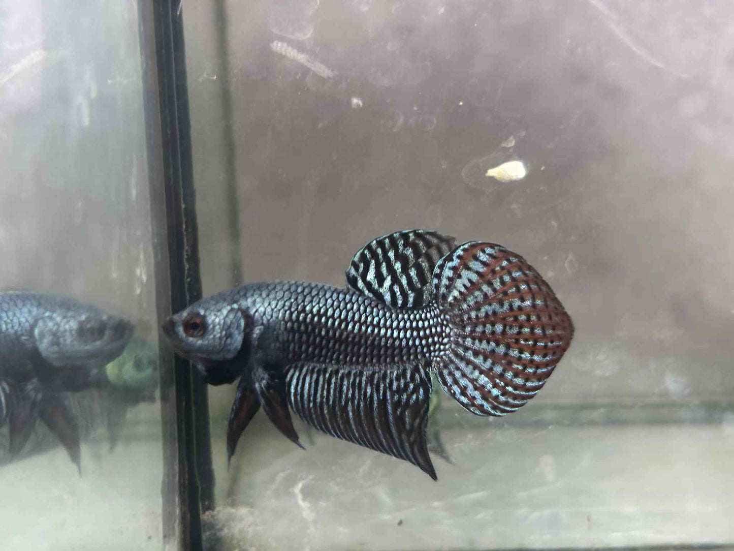 Alien Green, blue, Turquoise, or Gray wild betta  male