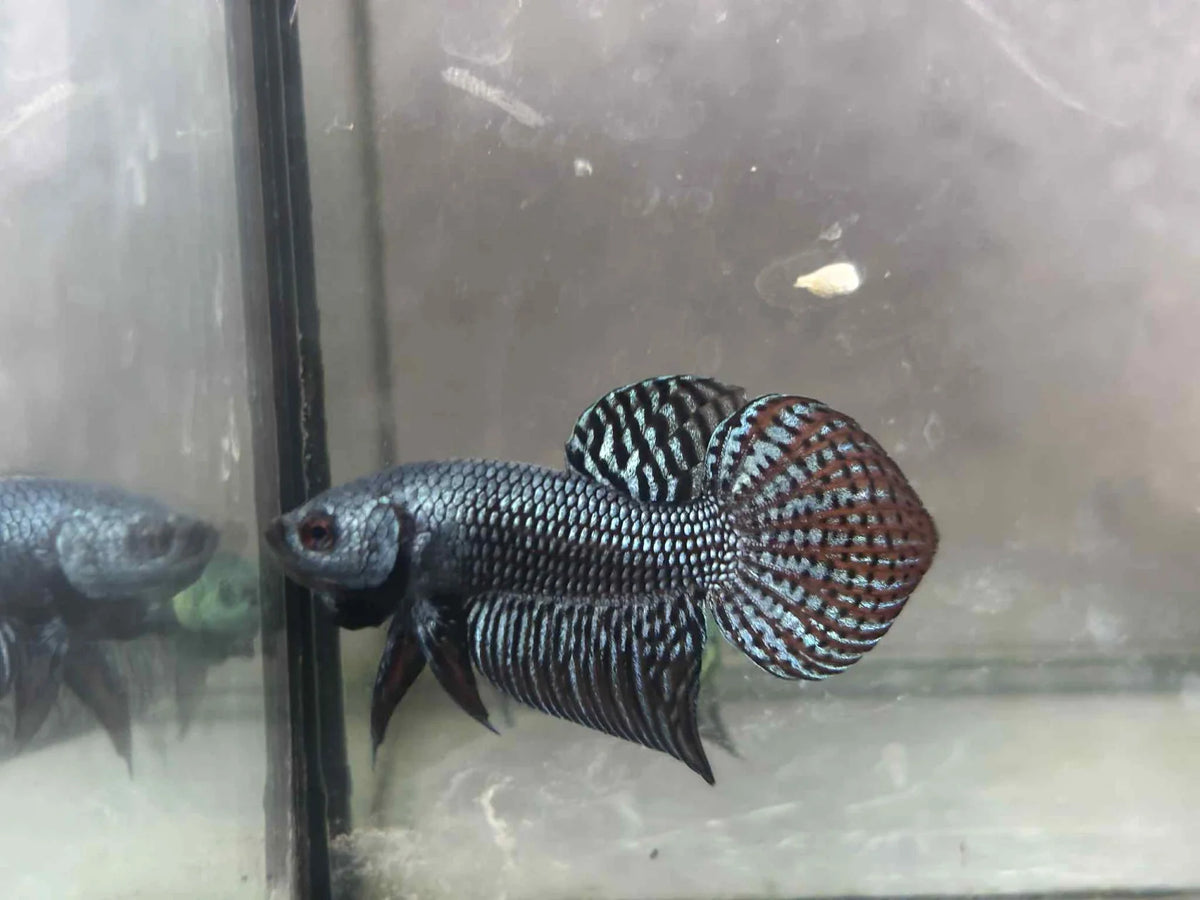 Alien Green, blue, Turquoise, or Gray wild betta  male