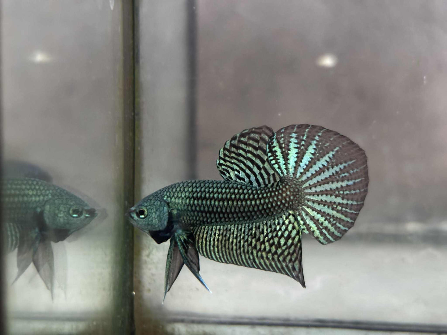 Alien Green, blue, Turquoise, or Gray wild betta  male