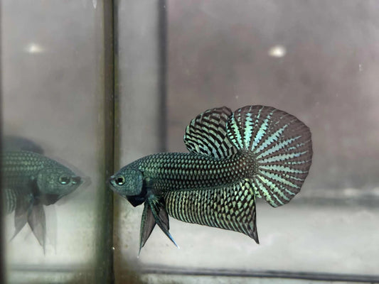 Alien Green, blue, Turquoise, or Gray wild betta  male