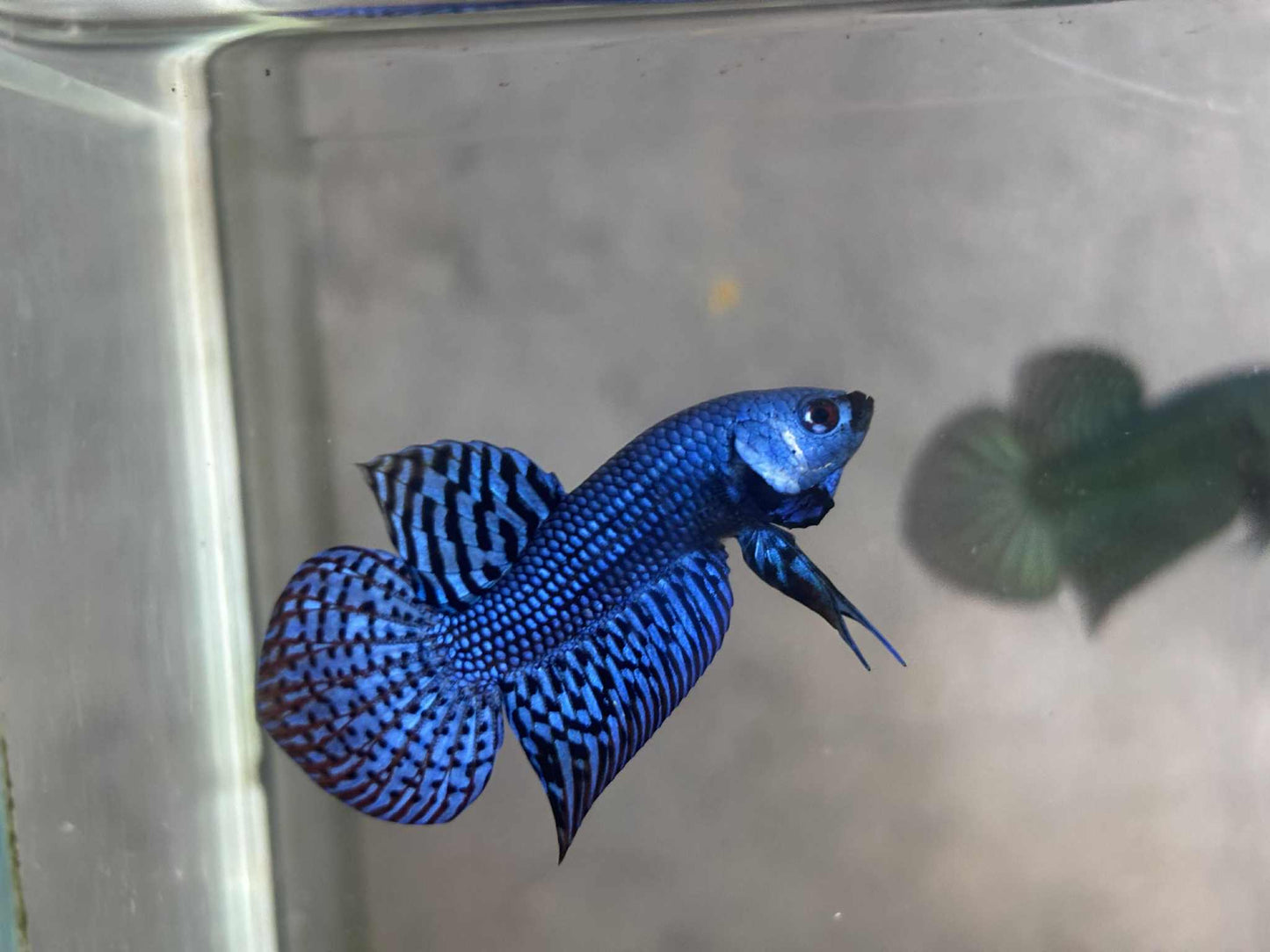 Alien Green, blue, Turquoise, or Gray wild betta  male