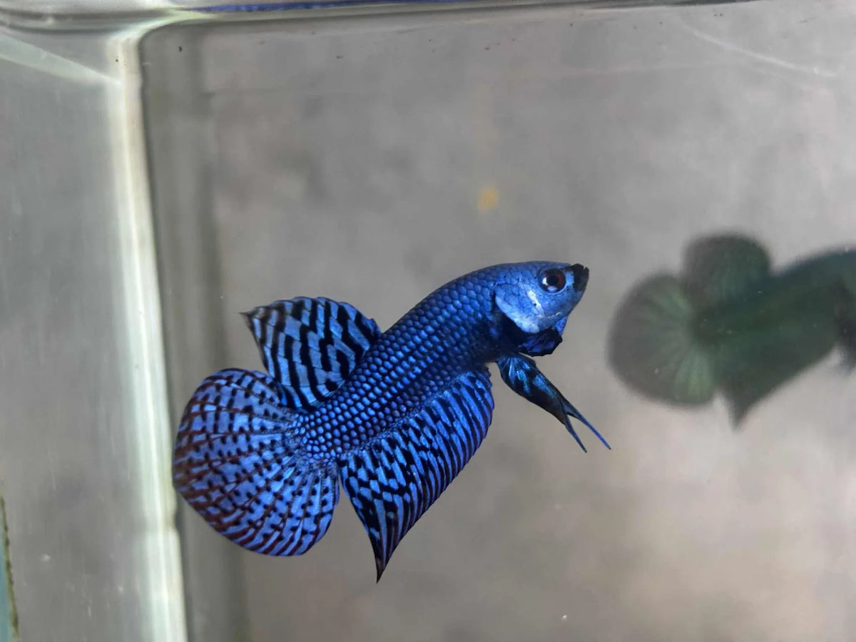 Alien Green, blue, Turquoise, or Gray wild betta  male