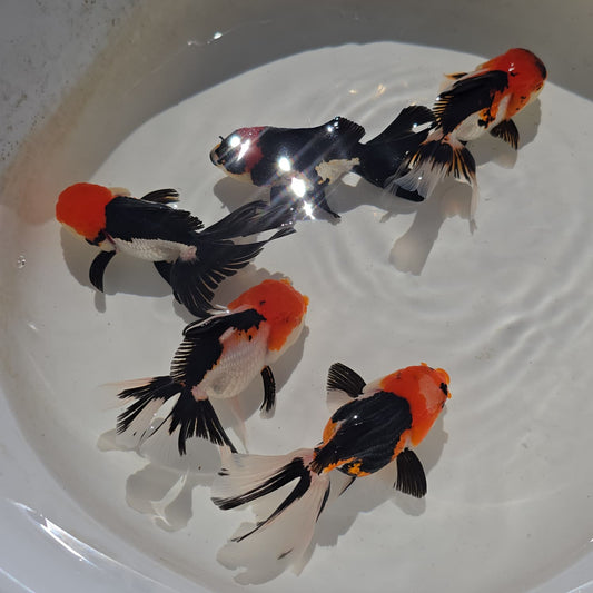 Mixed Oranda Juvenile (Copy)