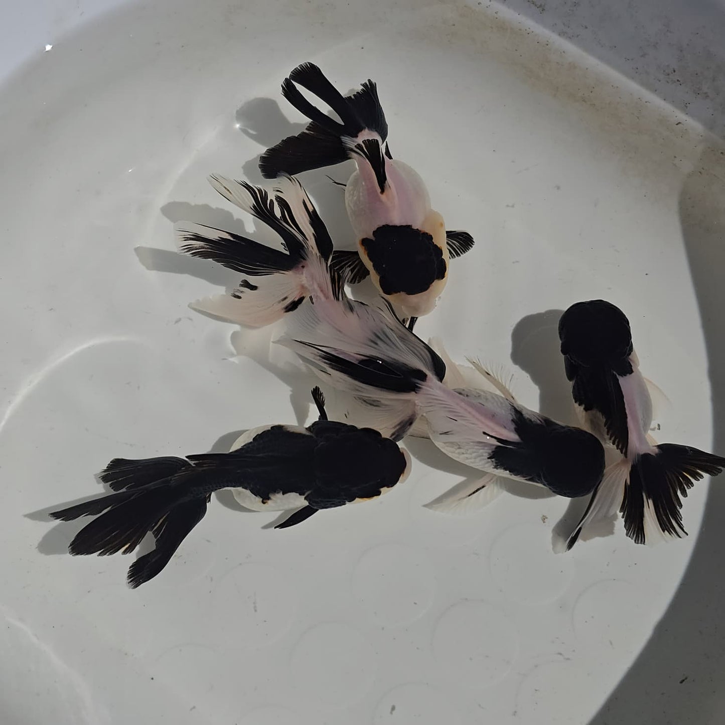 Panda Oranda Goldfish juvenile