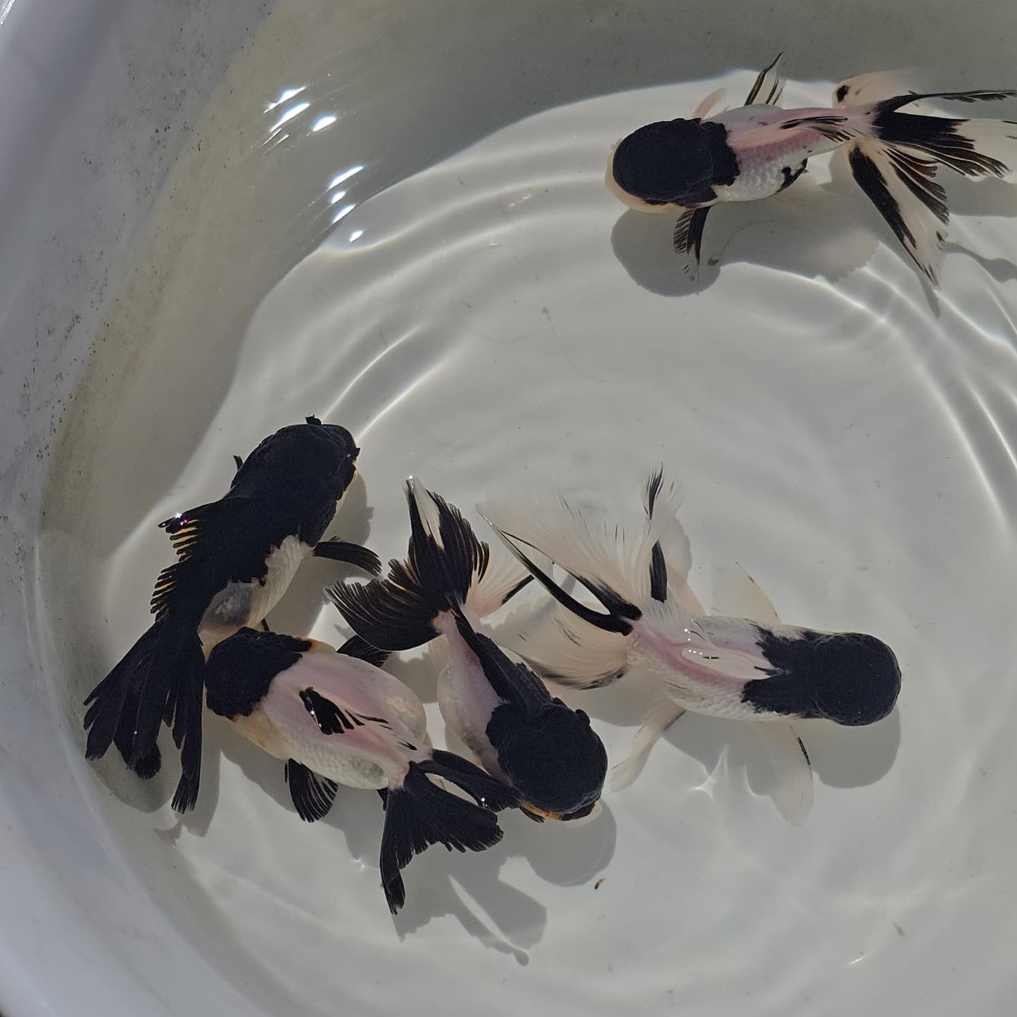 Panda Oranda Goldfish juvenile
