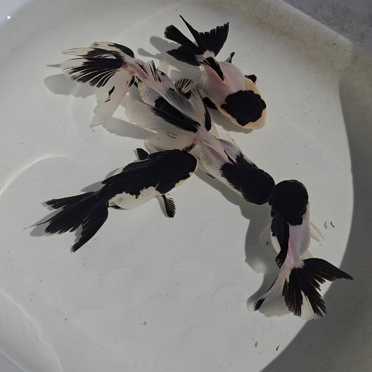 Panda Oranda Goldfish juvenile