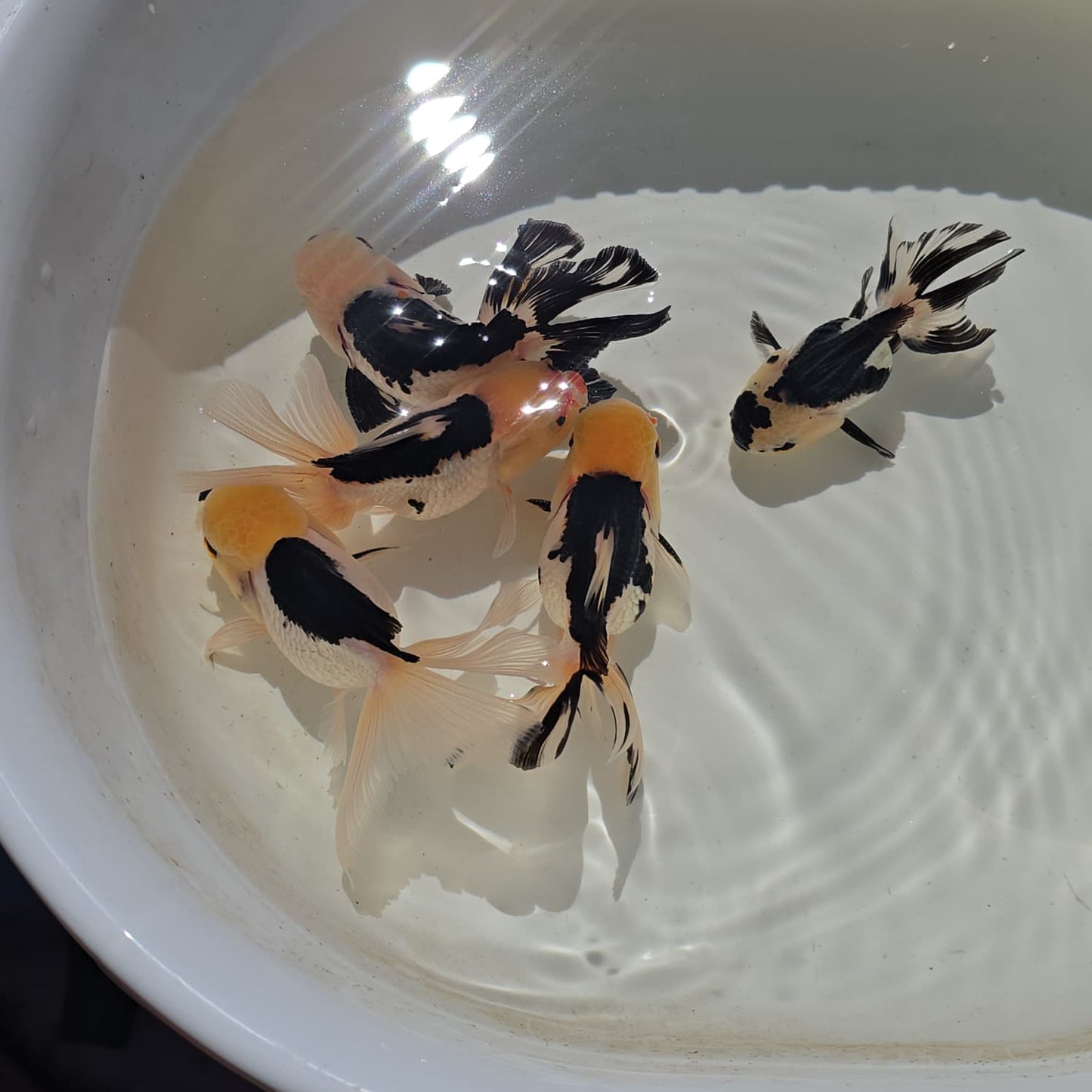 Lemon Head Oranda Goldfish Juvenile