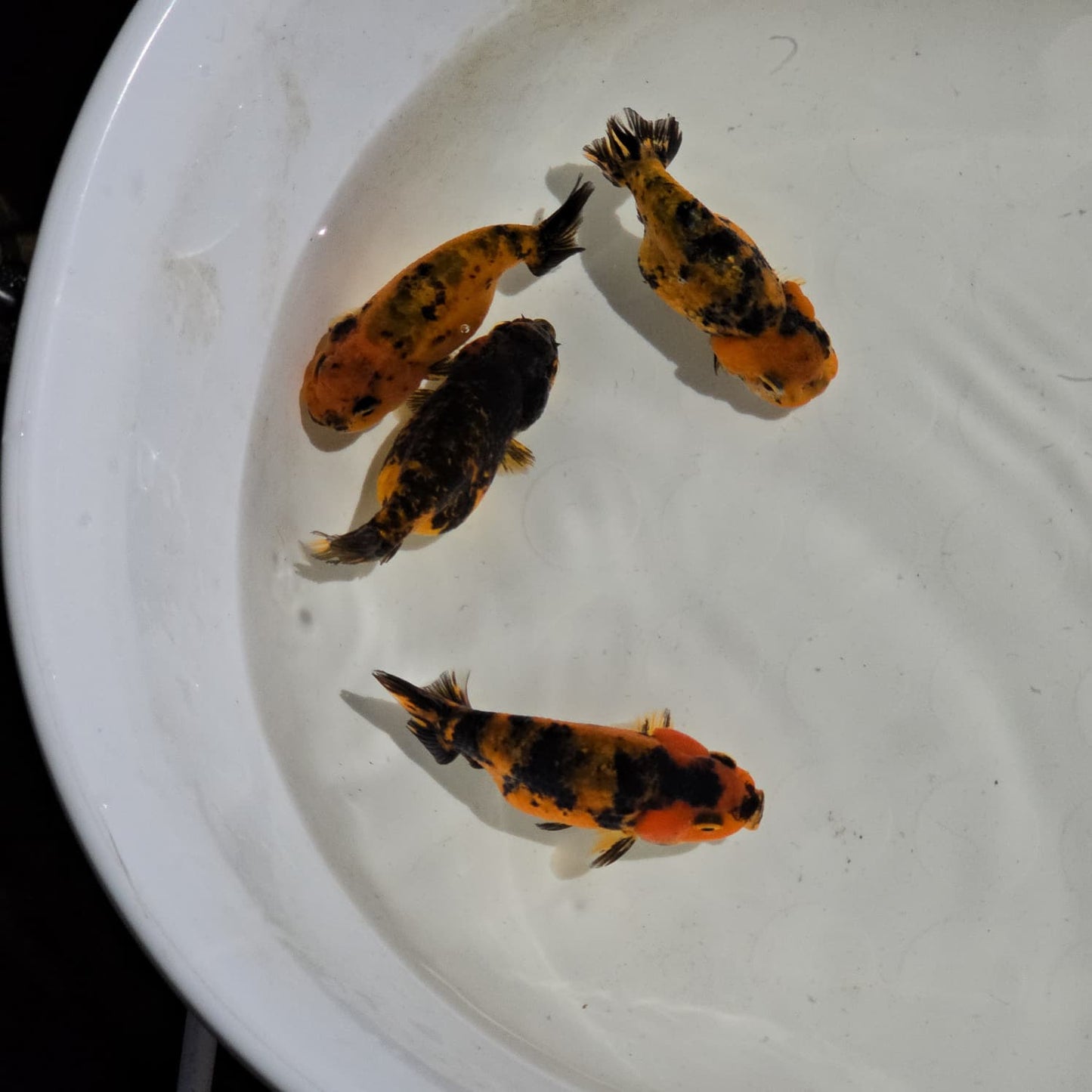 Tiger Ranchu Juvenile