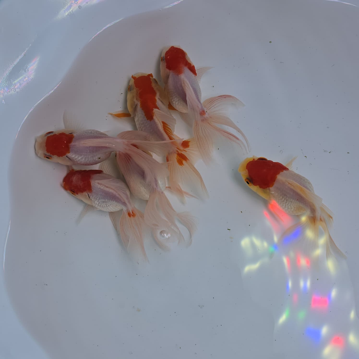 Goldfish with red and white bodies on a white background