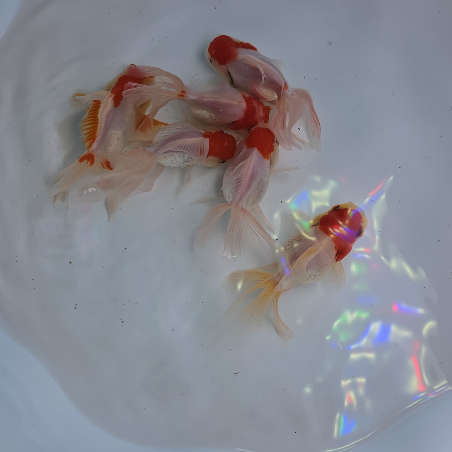 Goldfish with orange and white coloration on a white background