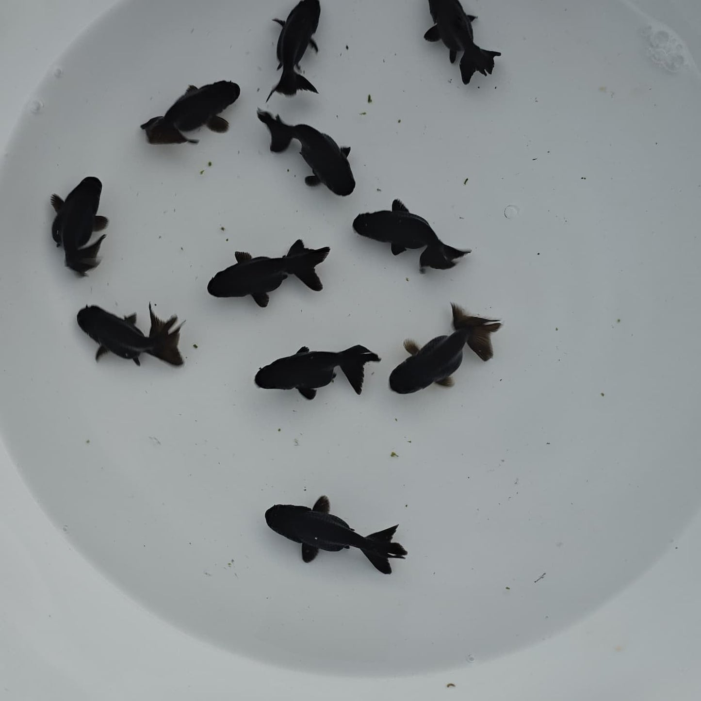 Black Ranchu