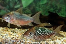 Corydora Pantanalensis