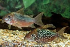 Pairs Corydora Pantanalensis
