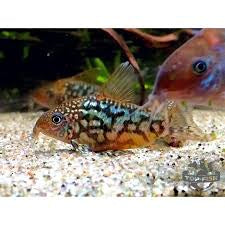 Pairs Corydora Pantanalensis
