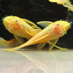 Blue eyed Lemon Plecostomus