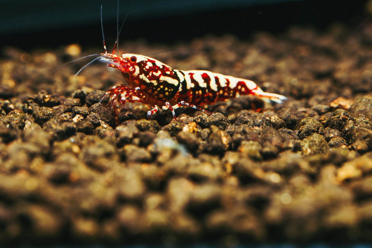 Red Galaxy Snowflake Caridina PREORDER