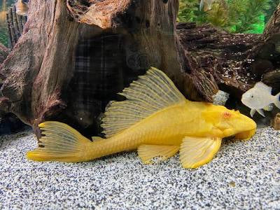 L165 Albino Sailfin Plecostomus