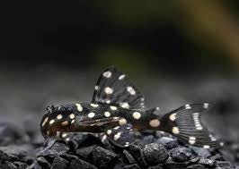 Mini Snowball L471 Plecostomus