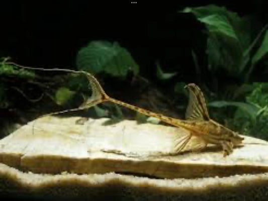 Whiptail Catfish